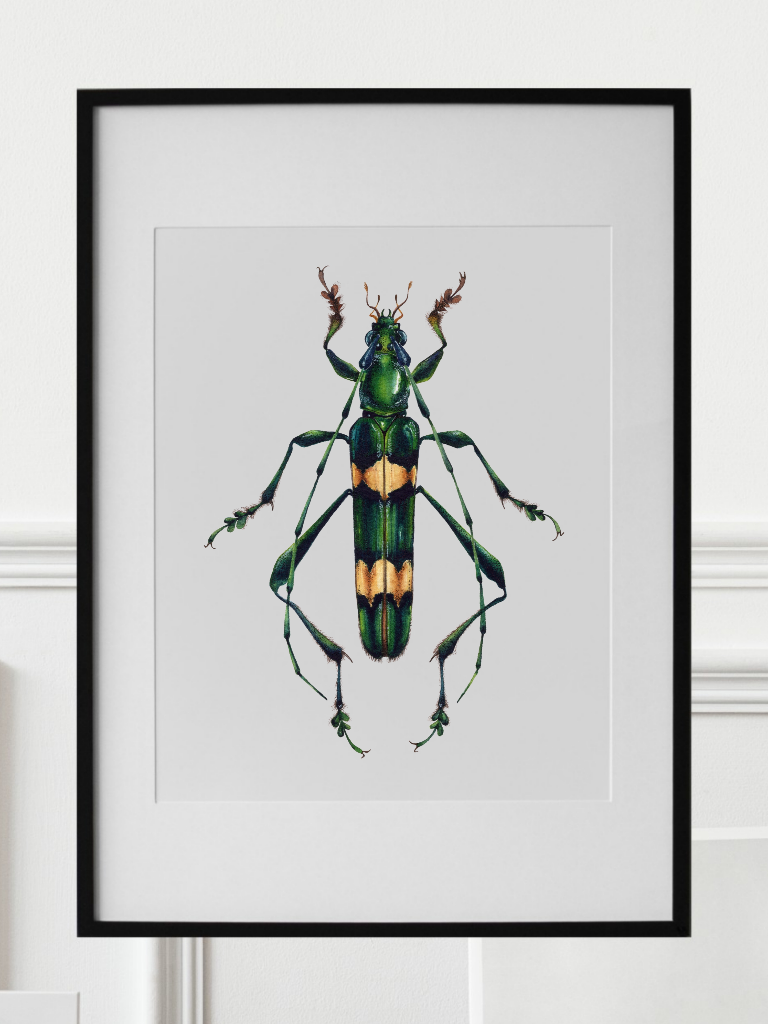 POLYZONUS FLAVOCINCTUS